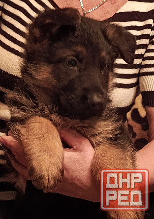 Немецкая овчарка (щенки). Донецк - изображение 3