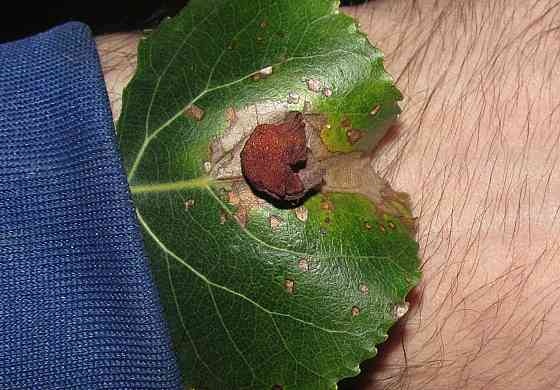 которы 1925 Шульгин, за камео Донецк