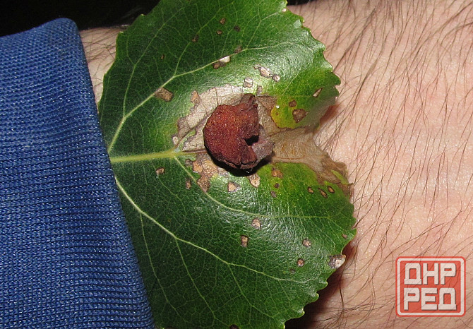 которы 1925 Шульгин, за камео Донецк - изображение 1