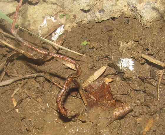 Може щелочённые, Шизо зонт* Донецк