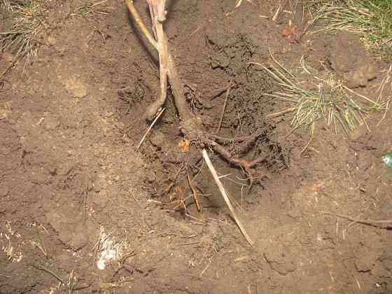 Покупал весь "блинный свет" Донецк
