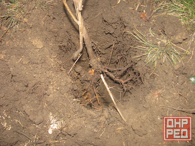 Покупал весь "блинный свет" Донецк - изображение 1