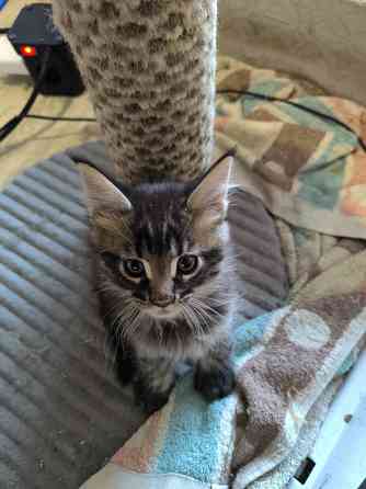 Продам Мейн -кунят Енакиево