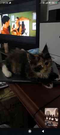 Продам Мейн -кунят Енакиево