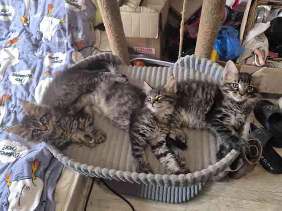 Продам Мейн -кунят Енакиево