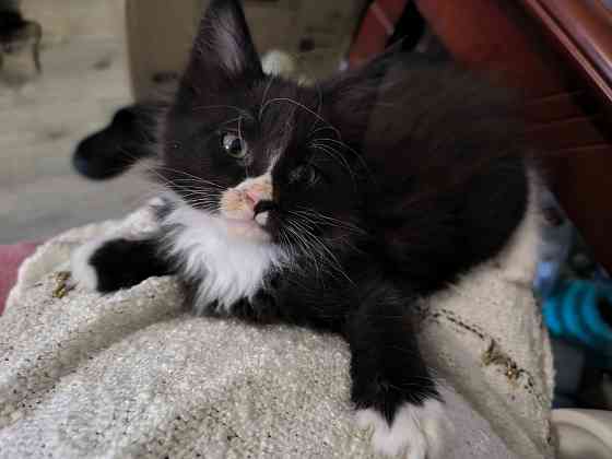 Продам Мейн -кунят Енакиево