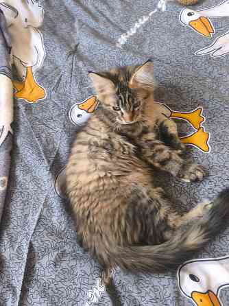 Продам Мейн -кунят Енакиево