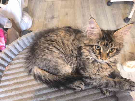 Продам Мейн -кунят Енакиево