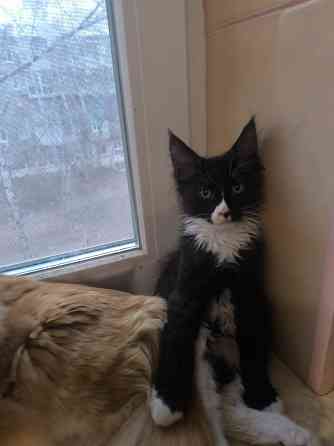 Продам Мейн -кунят Енакиево