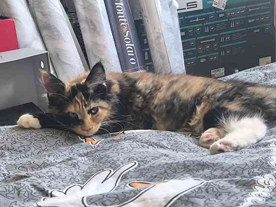 Продам Мейн -кунят Енакиево