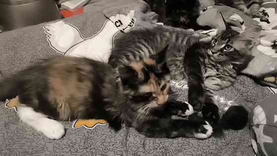 Продам Мейн -кунят Енакиево