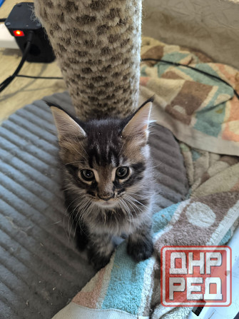 Продам Мейн -кунят Енакиево - изображение 4