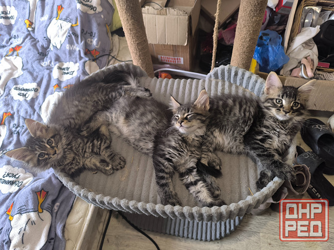 Продам Мейн -кунят Енакиево - изображение 3