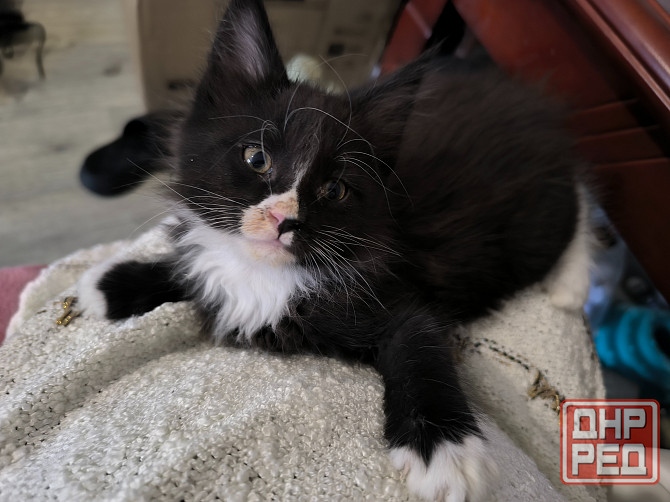 Продам Мейн -кунят Енакиево - изображение 5