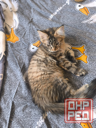 Продам Мейн -кунят Енакиево - изображение 4