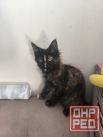 Продам Мейн -кунят Енакиево - изображение 7