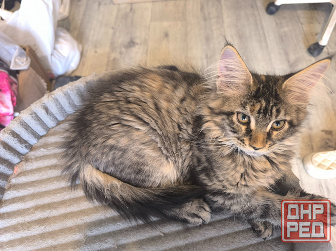 Продам Мейн -кунят Енакиево - изображение 5