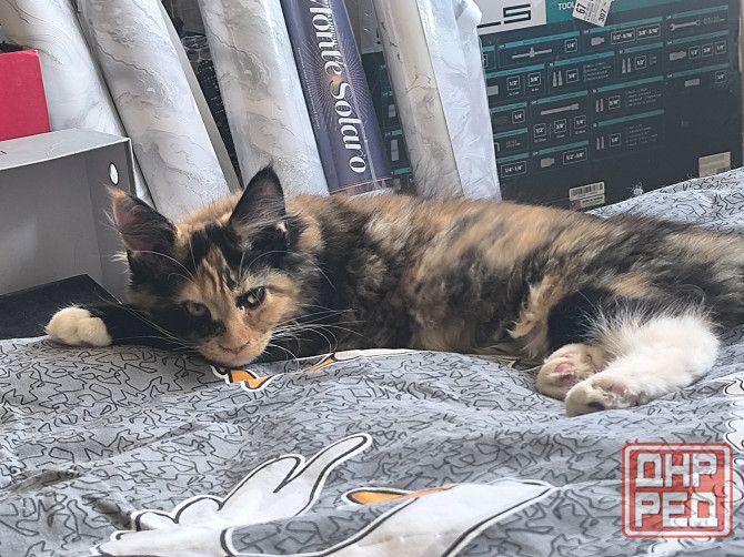 Продам Мейн -кунят Енакиево - изображение 6