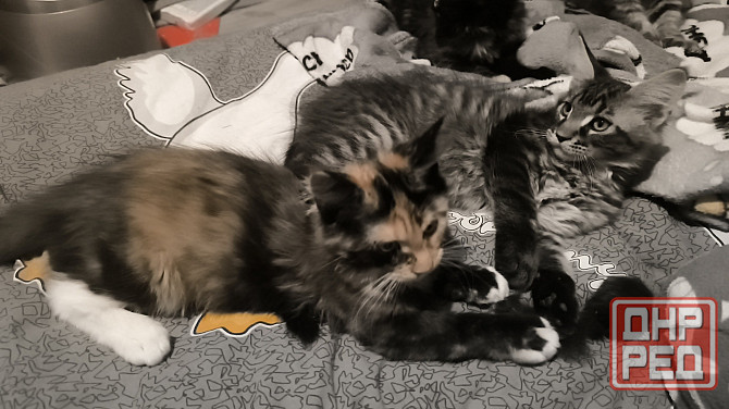 Продам Мейн -кунят Енакиево - изображение 3