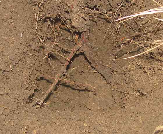 Кистенями под поло, кто такие? Донецк