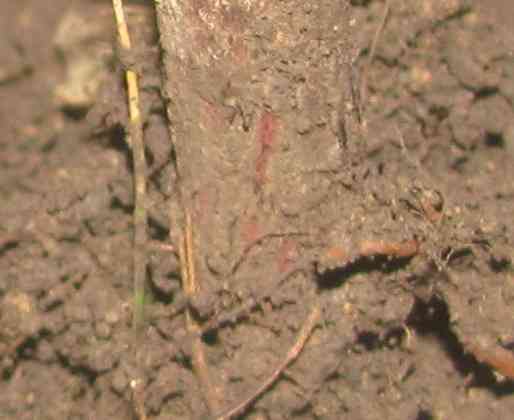 Безценок просто так, "змеевик" Донецк