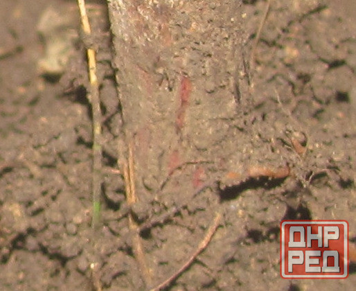 Безценок просто так, "змеевик" Донецк - изображение 1