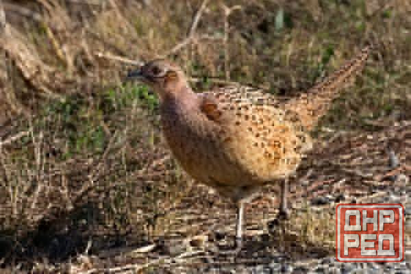 Куплю курочек фазана. Донецк - изображение 2