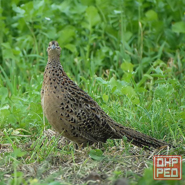 Куплю курочек фазана. Донецк - изображение 1