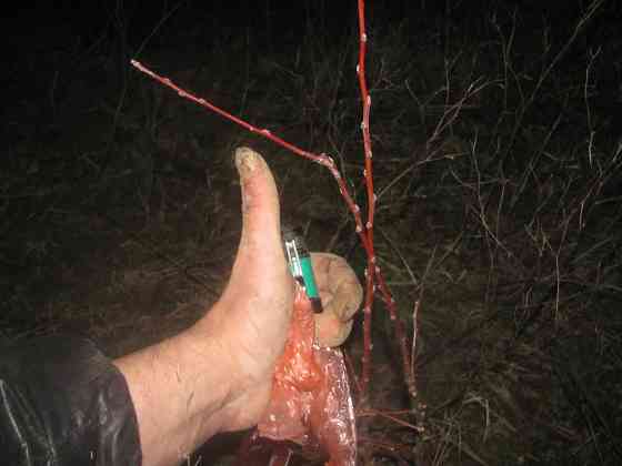 Камнерезы аур славу Эрмитаже Донецк