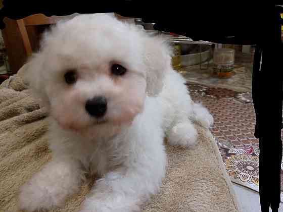 Щенки Бишон Фризе Донецк