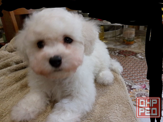 Щенки Бишон Фризе Донецк - изображение 1