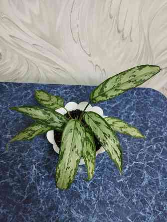 Аглоанема Донецк