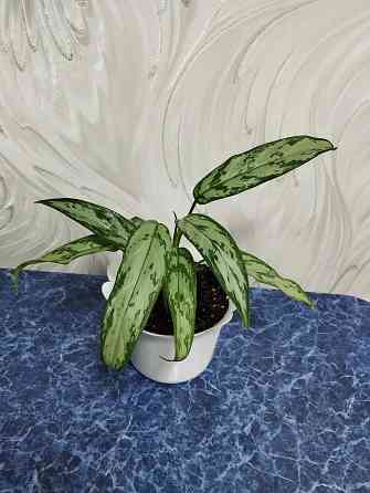 Аглоанема Донецк