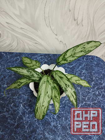 Аглоанема Донецк - изображение 1