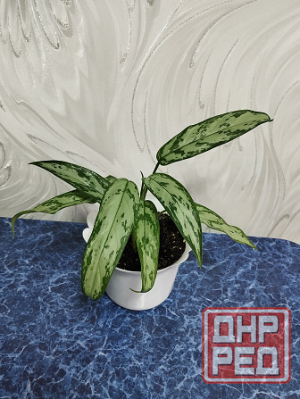 Аглоанема Донецк - изображение 2