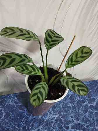 Ктенанта Донецк