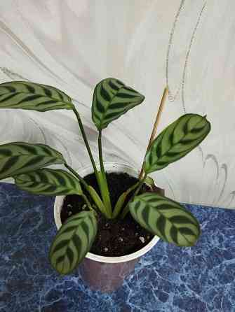 Ктенанта Донецк