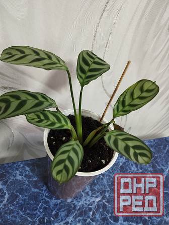 Ктенанта Донецк - изображение 1