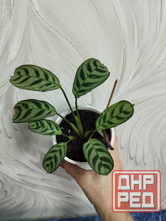 Ктенанта Донецк - изображение 2