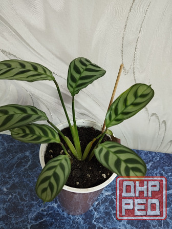 Ктенанта Донецк - изображение 3