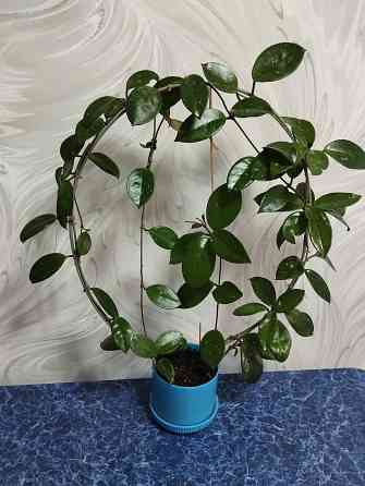 Хойя лиана Донецк