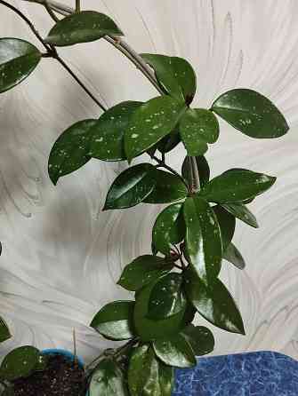 Хойя лиана Донецк