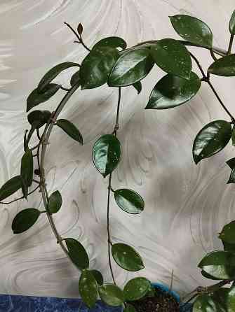 Хойя лиана Донецк