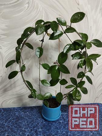 Хойя лиана Донецк - изображение 1