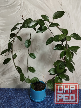 Хойя лиана Донецк - изображение 2