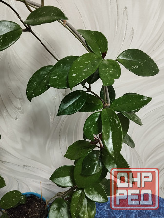 Хойя лиана Донецк - изображение 3