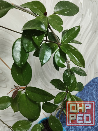 Хойя лиана Донецк - изображение 5