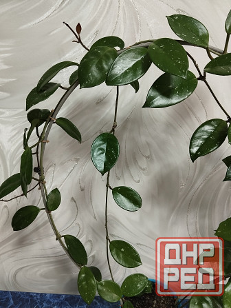 Хойя лиана Донецк - изображение 4