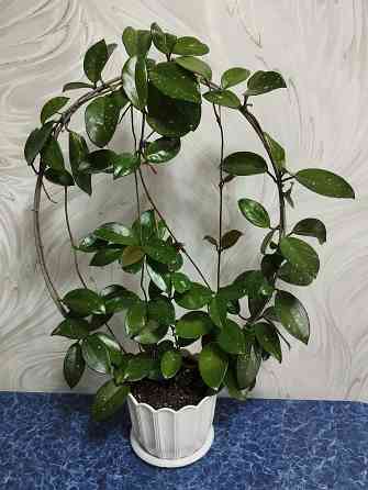 Хойя Карноза Донецк