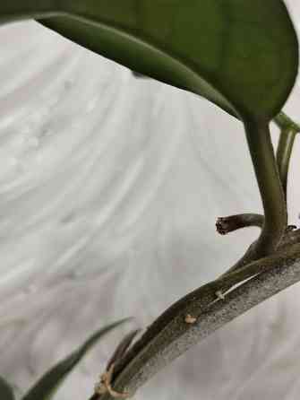 Хойя Карноза Донецк